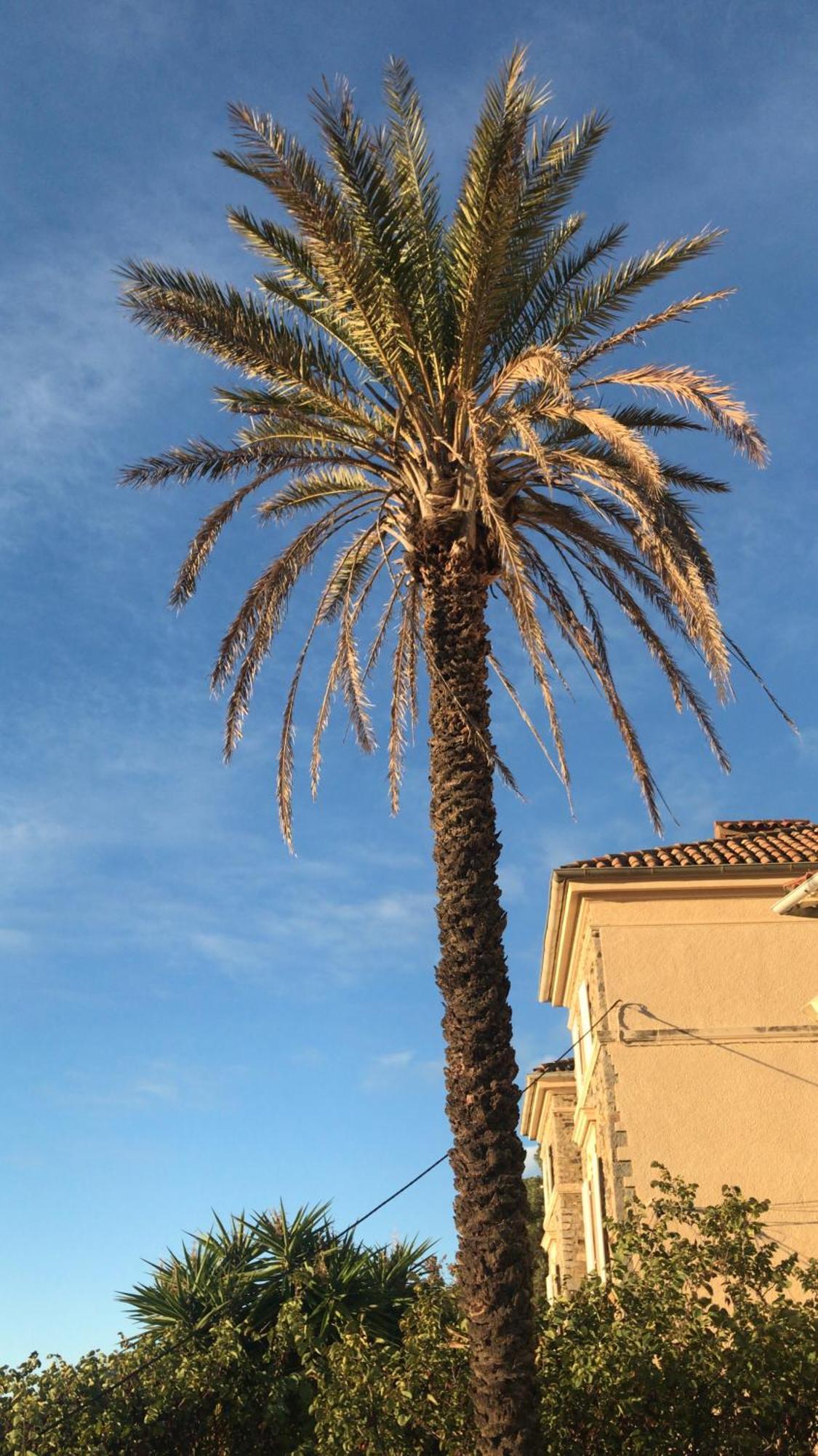 Castel Pierre Lisse Hotel Hyères Eksteriør billede